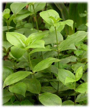 1460963248129254.png blob.png