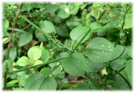 1461035251115738.png blob.png