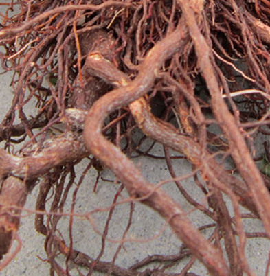 1461035294126298.png blob.png