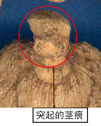 blob.png