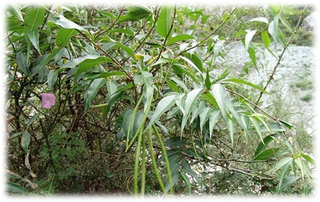 【来源 萝蘑科植物杠柳的干燥根皮.