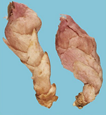blob.png